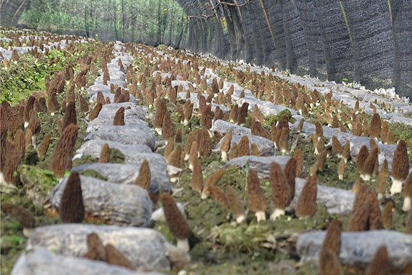 贵州专业野生羊肚菌种植基地
