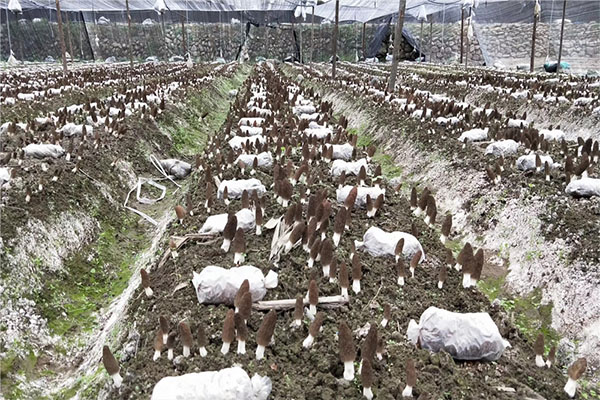 新疆专业新鲜羊肚菌种植基地
